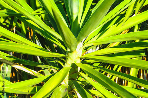 Trunk and leaves of a young palm tree as a background.
Top of a palm tree in daylight sunlight