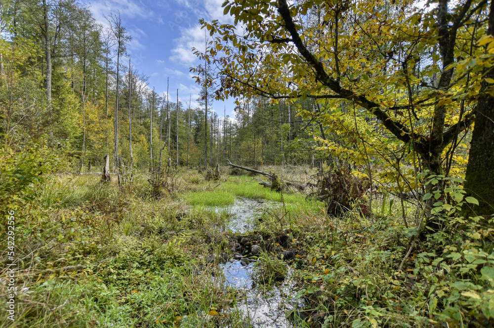 Fototapeta premium Swamp and trees in the forest Białowieża National Park