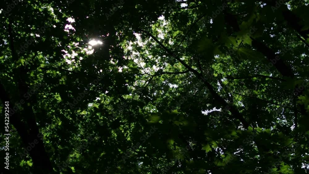 Sun shines through maple trees. Filmed in summer daytime with natural backlight. Sun shines through maple trees. Filmed in summer daytime with natural backlight.
