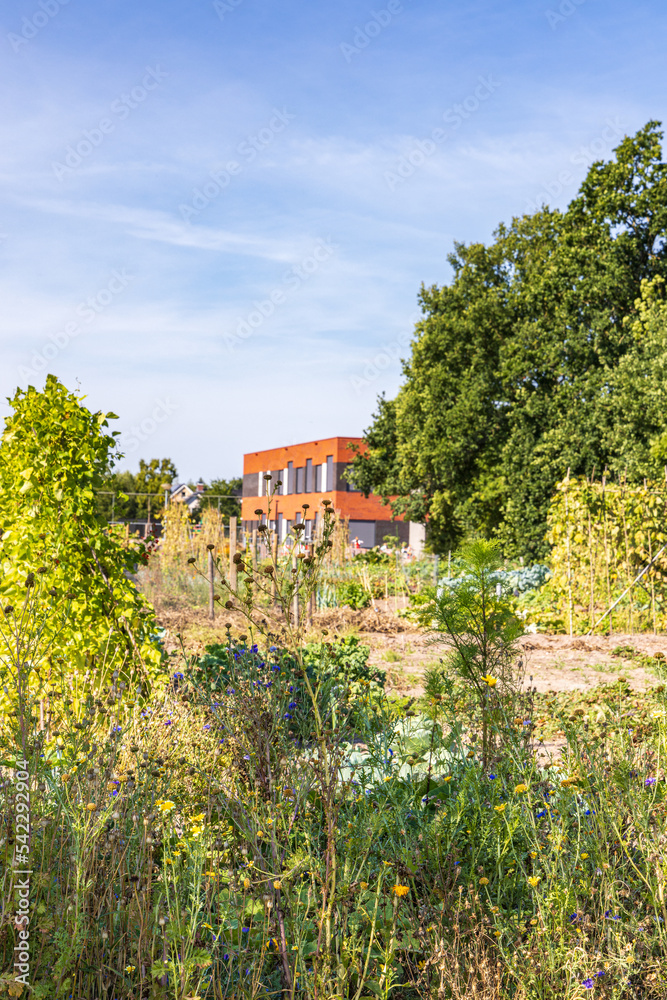 Φωτογραφία Allotment garden with wild flower field to attract insects in Marum with IKC sch