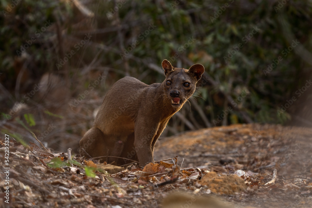 Wild fossa in Madagascar. The apex predator in Madagascar. Rare animal in the forest. Wild fossa in Madagascar. The apex predator in Madagascar. Rare animal in the forest.