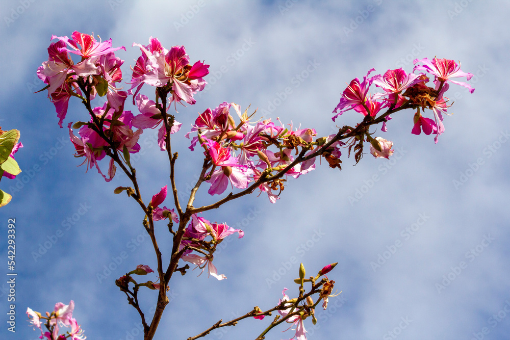 Orchid Tree (Bauhinia Variegata Purpurea) Orchid Tree (Bauhinia Variegata Purpurea)