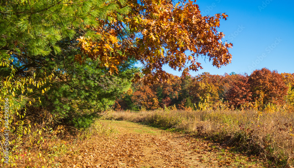 Naklejka premium Path under an oak tree