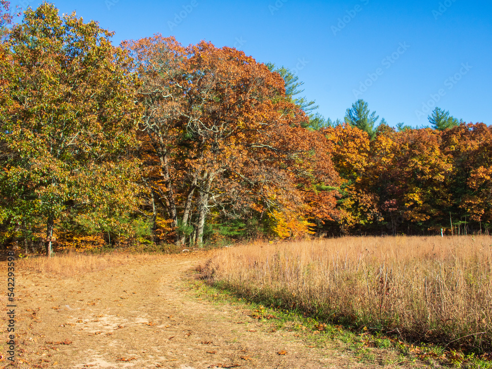Fototapeta premium Curving path between a meadow and a forest