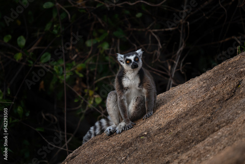 Ring tailed lemur in the Anja Community Reserve. Lemur on the stone. Lemur kata is climbing on the rock. Nature in Madagascar.  © prochym