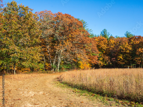 Curving path between a meadow and a forest