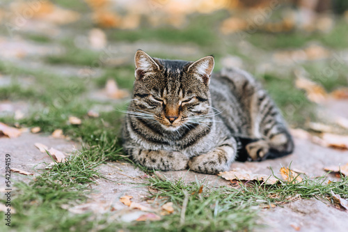 A beautiful  gray  striped cat lies in autumn in a park on green grass. Photo of an animal.