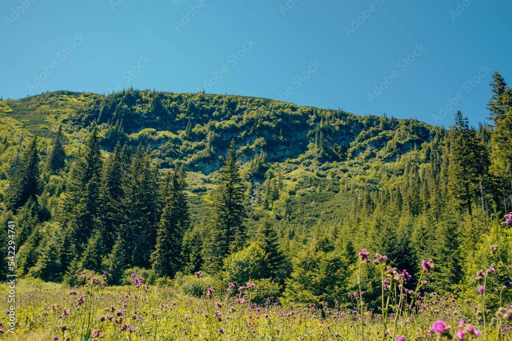 Landscape view of the forests in the Ivano-Frankivsk region, Ukraine