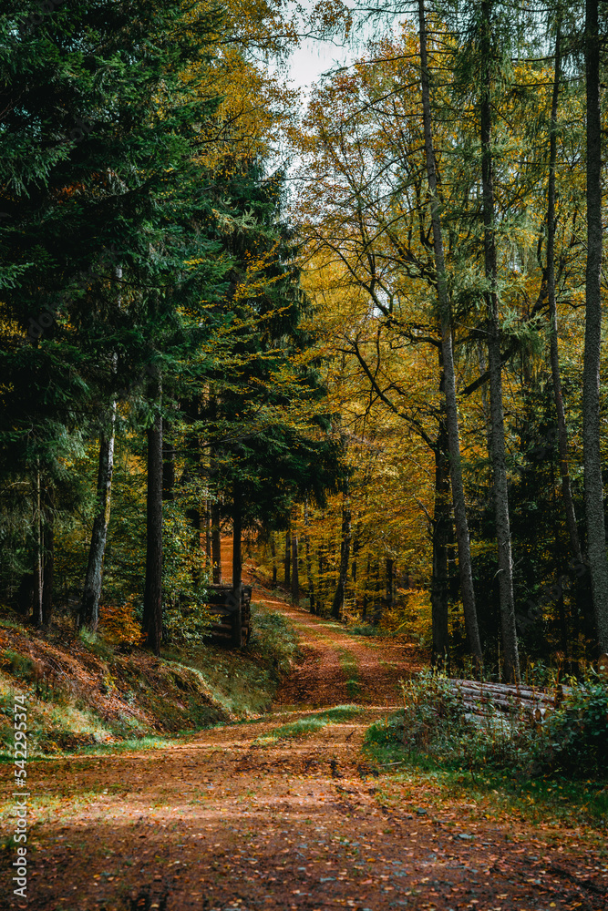 Obraz premium Wald, Waldweg, Herbst, Herbstlaub, Bäume