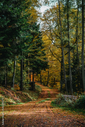 Wald  Waldweg  Herbst  Herbstlaub  B  ume