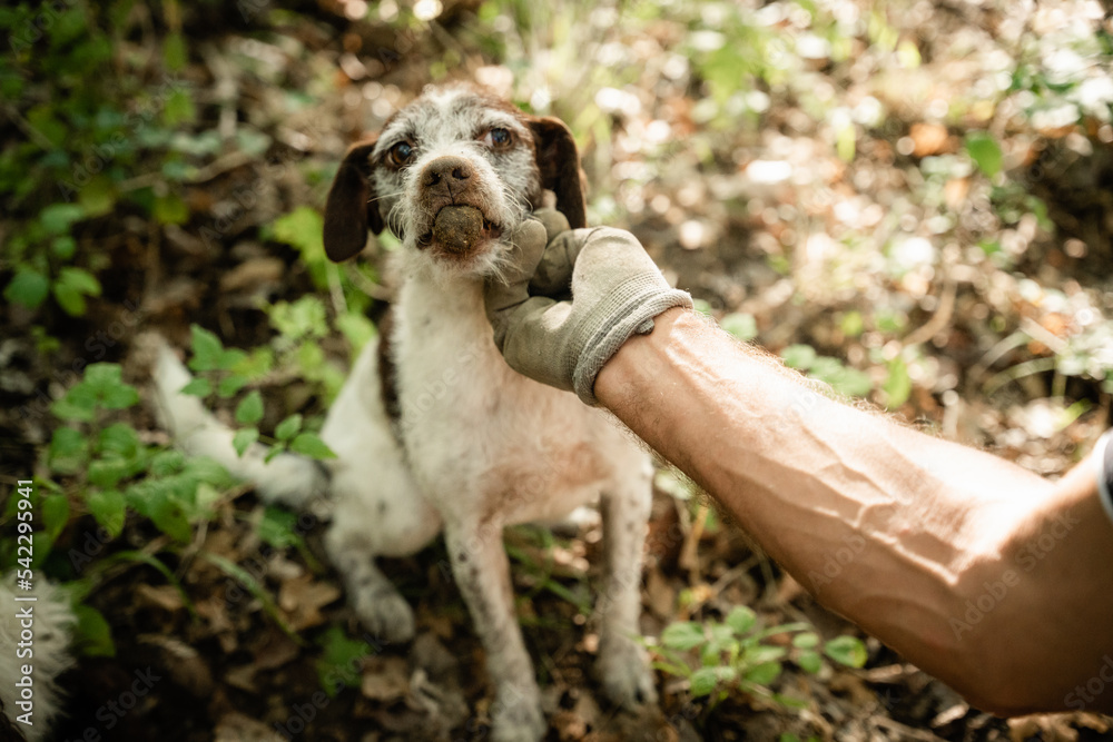 Hund, Trüffel, Trüffelhund, Trüffelsuche, Maul, Terrier Hund, Trüffel, Trüffelhund, Trüffelsuche, Maul, Terrier