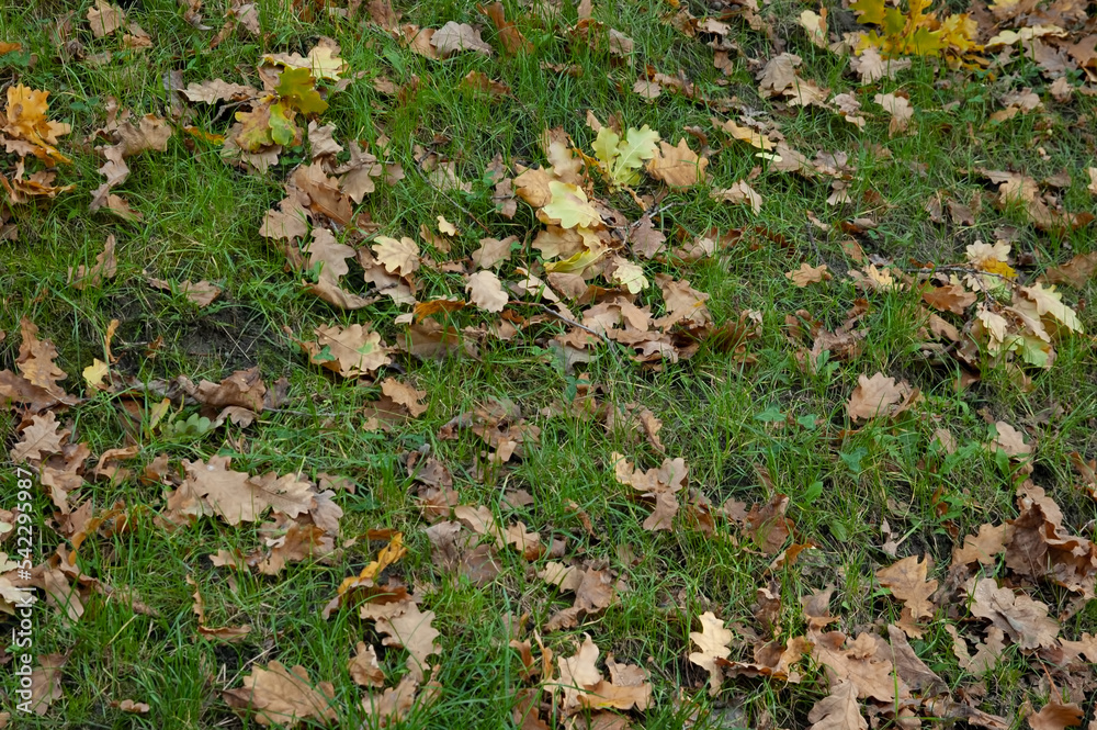 fallen autumn leaves among the green grass