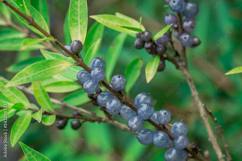 Deep glossy poisonous blue berriesberries in autumn Deep glossy poisonous blue berriesberries in autumn