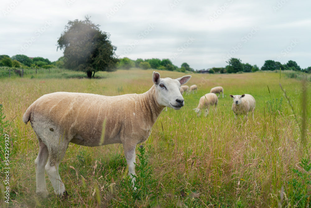 sheep in the meadow