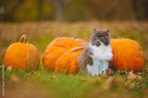 Pumpkin Autumn Cat