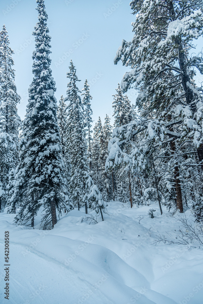 Obraz premium Forest in Banff National Park