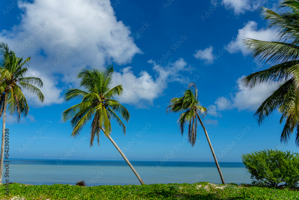 View of a Caribbean beach with green water, blue skies and palm trees.