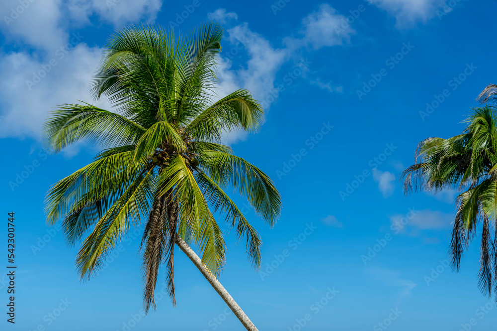 View of a Caribbean beach with green water, blue skies and palm trees. View of a Caribbean beach with green water, blue skies and palm trees.