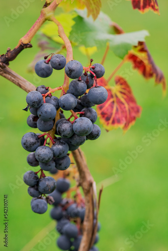 Garden organic grapes growing in midlands england