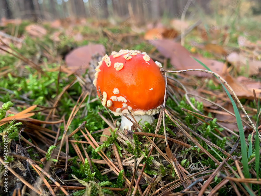 fly agaric mushroom fly agaric mushroom