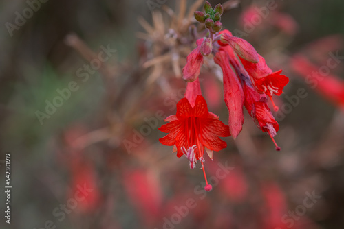 Red bells of the Firecracker flower Russelia equisetiformis photo