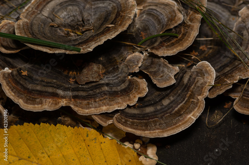 Trametes versicolor – also known as Coriolus versicolor and Polyporus versicolor – is a common polypore mushroom found throughout the world.  photo