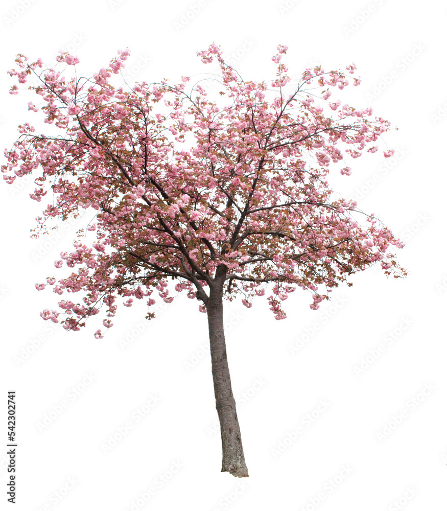 An isolated Cherry Blossom Tree.