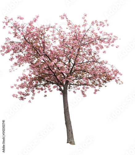 An isolated Cherry Blossom Tree.