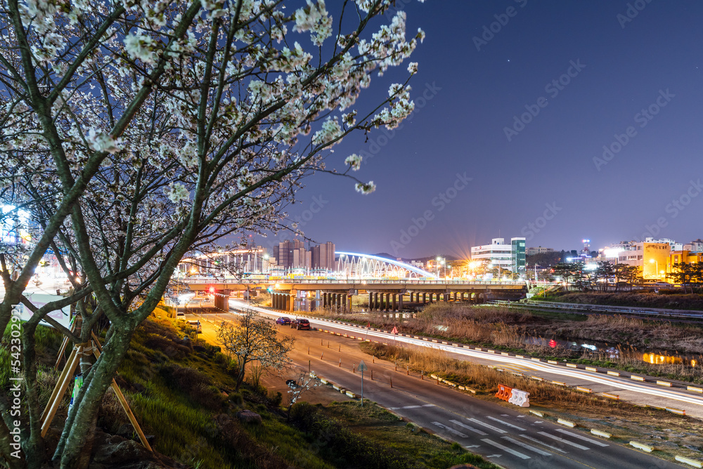 Fototapeta premium 벚꽃이 활짝 핀 청주 무심천변의 야경