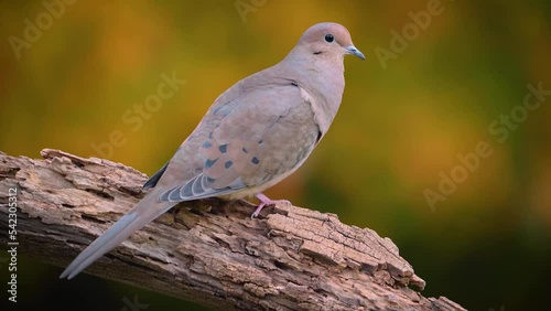 Mourning Dove in Autumn photo