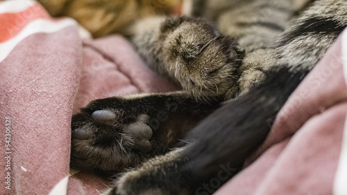 Cute Cat sleeping on a bed, feet