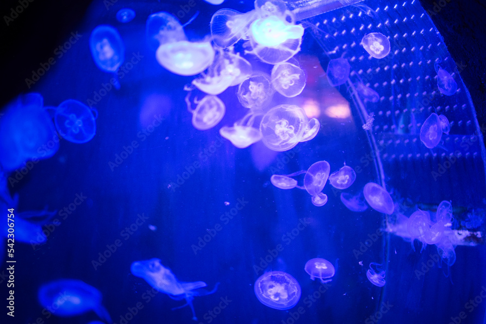 jellyfish in water jellyfish in water