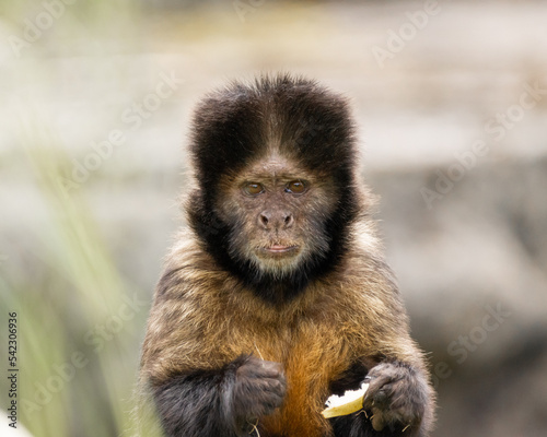 monkey portrait © Paul