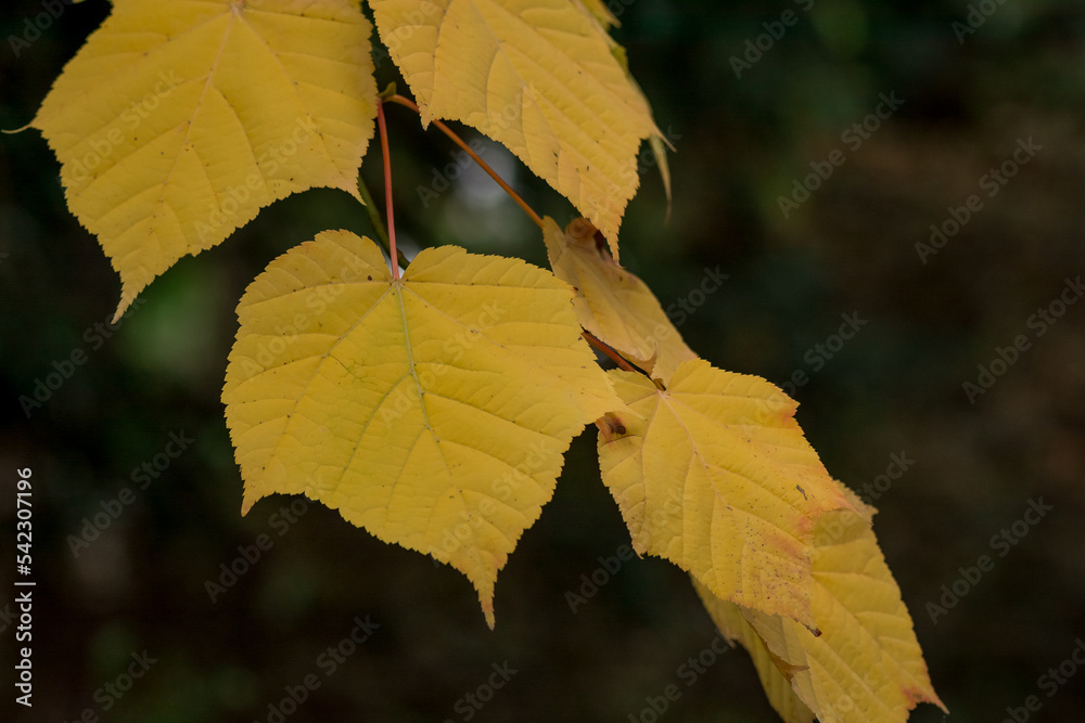 Obraz premium autumn leaves on a tree