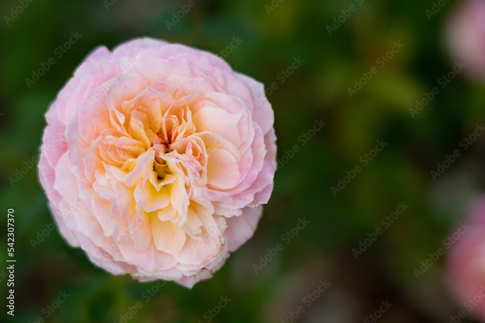 Fototapeta premium Colorful Roses blooming in the garden. Close-up shot, blurred background.
