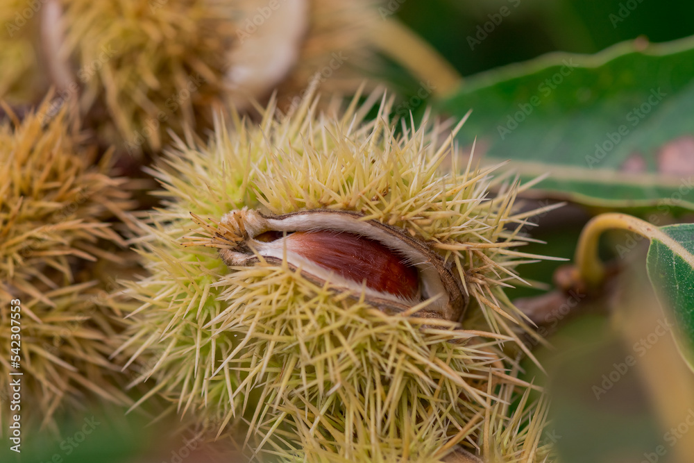 Chestnuts are opening from the shells on the tree Chestnuts are opening from the shells on the tree