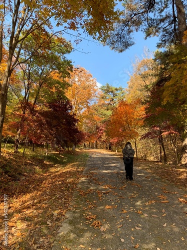 가을 단풍이 예쁜 충북 제천 박달재, 산책로를 걷는 사람 / Bakdaljae Pass in Jecheon, Chungcheongbuk-do, where autumn leaves are pretty, a person who walks on the trail 