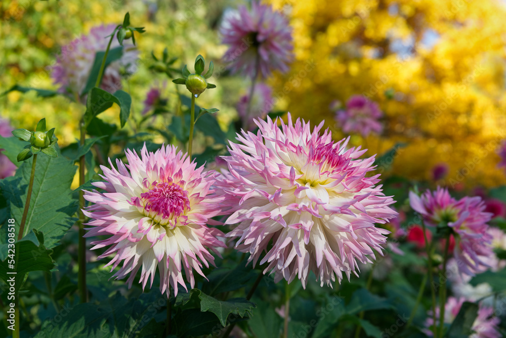 Fimbriated Dahlias bicolor white pink Fimbriated Dahlias bicolor white pink
