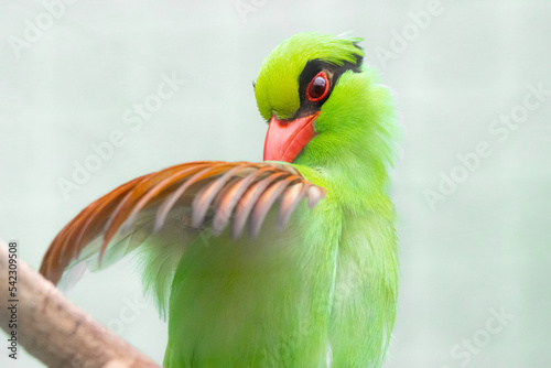green magpie photo