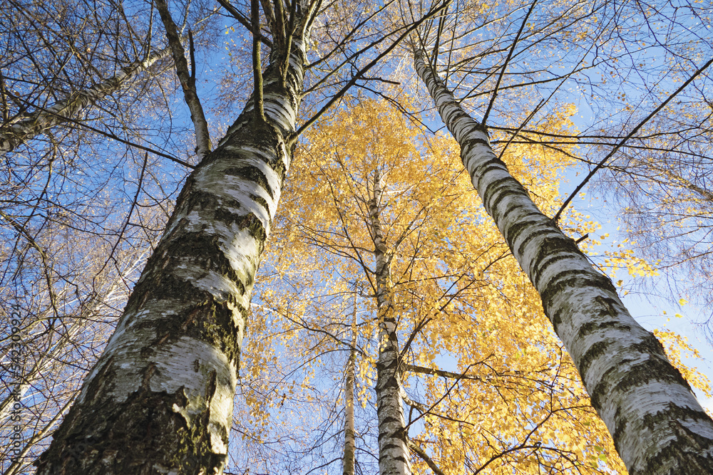 Fototapeta premium White birch trees with yellow leaves in blue sky, bottom up view, autumn nature, sunny fall weather