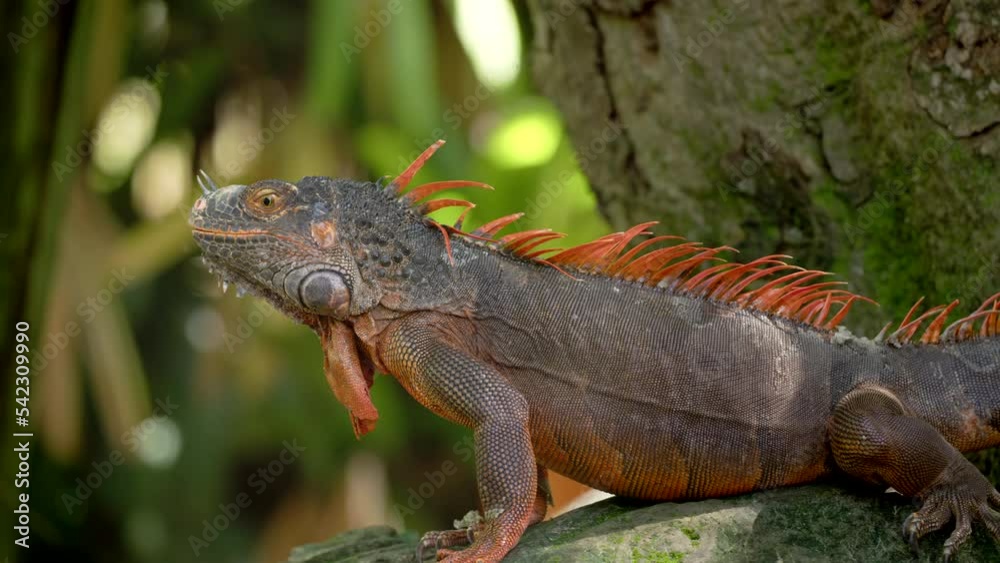 a large brown colored male green iguana, an introduced invasive species, resting on a rock at fort lauderdale of florida, usa a large brown colored male green iguana, an introduced invasive species, resting on a rock at fort lauderdale of florida, usa