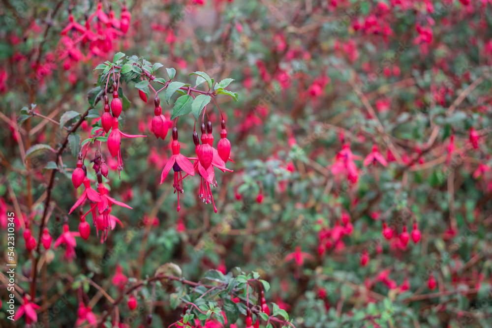 Fuchsias Pink and Purple Hanging Flowers