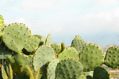 Beautiful view of cactuses with thorns under cloudy sky  closeup