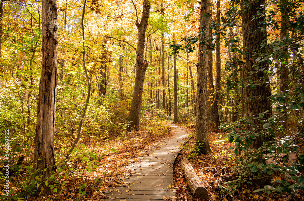 Naklejka premium Fall Colors