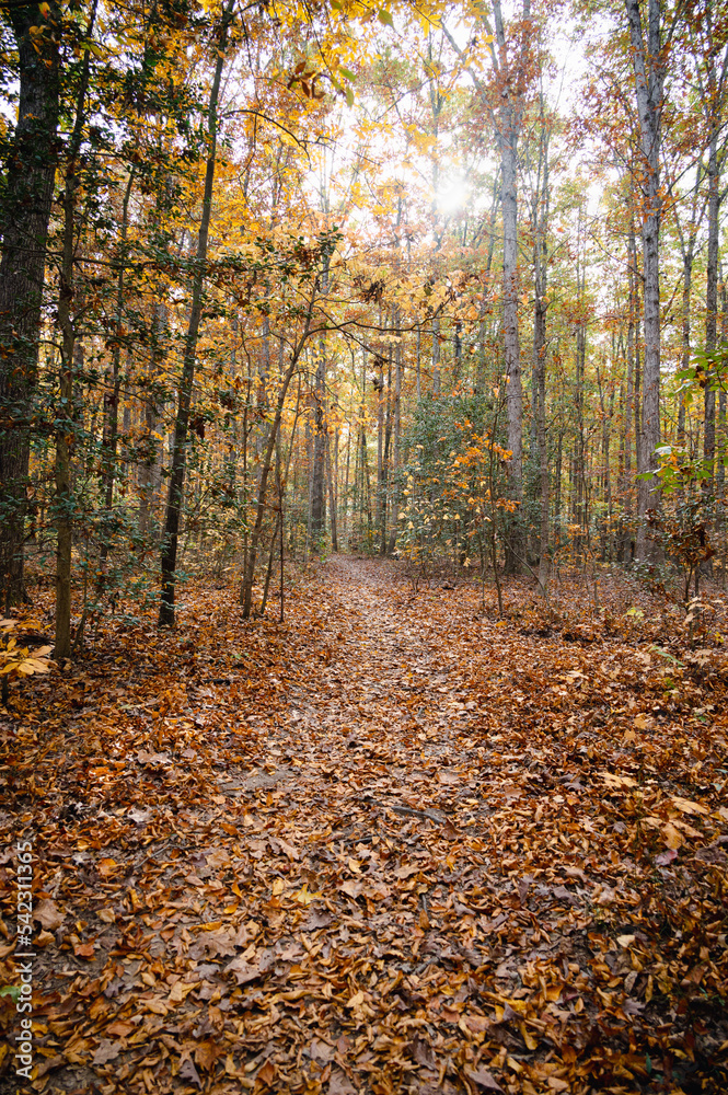 Fall Path