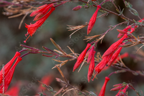 Red bells of the Firecracker flower Russelia equisetiformis photo