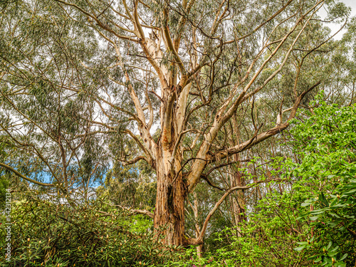  Majestic Gum Tree