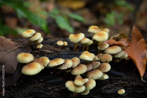 Wild mushrooms on a fallen tree