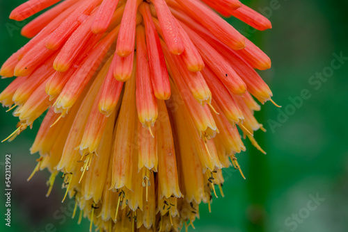 Torch Lily - Kniphophia Uvaria - Red Hot Poker photo