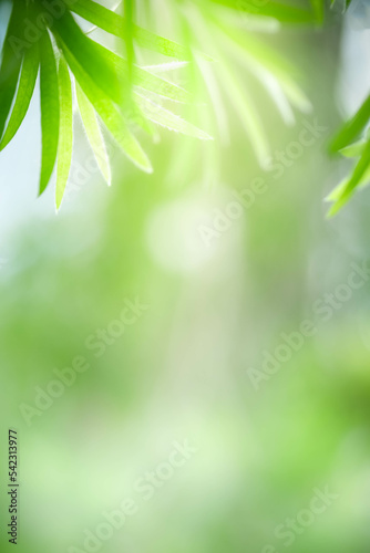 Daylight Nature Abstract background nature of green leaf on blurred greenery background in garden. Natural green leaves plants used as spring background cover page greenery environment ecology lime gr